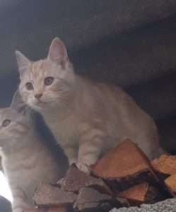 Katzen