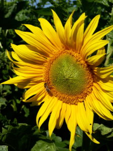 Sonnenblume1