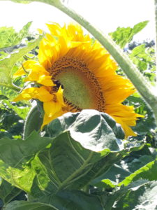 Sonnenblume2